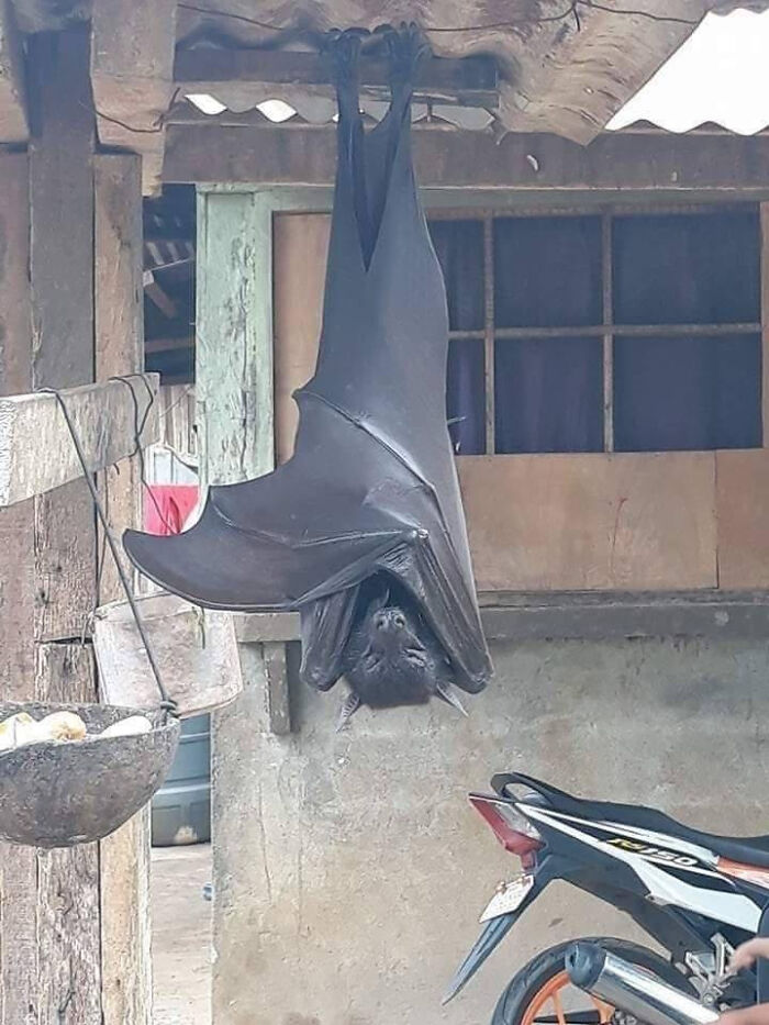 Large bat hanging upside down inside a rustic shelter, evoking thoughts on existence reality and the universe.