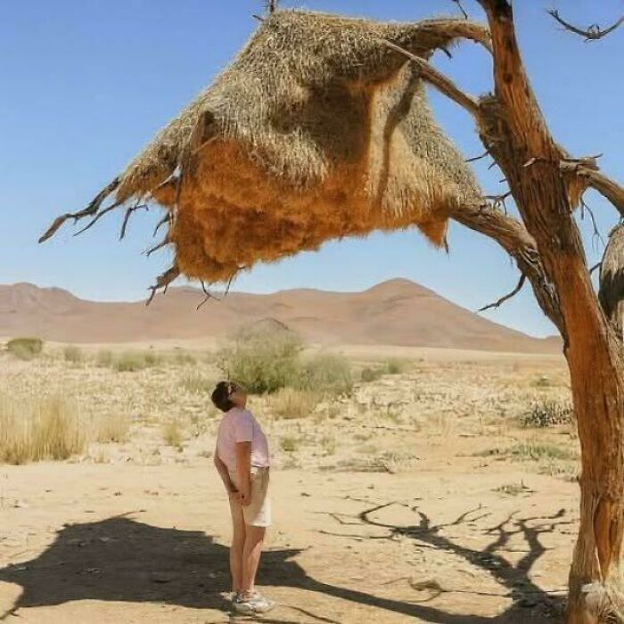 Person in desert landscape looking up at large intricate nest on tree branch, exploring existence and reality themes.