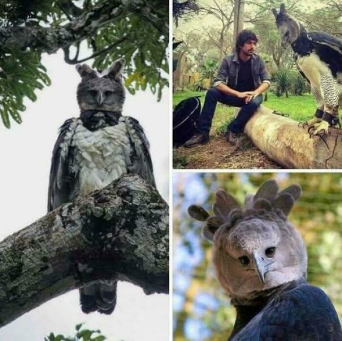 Unusual harpy eagle perched on tree branches and interacting with a man, highlighting existence and reality in nature.