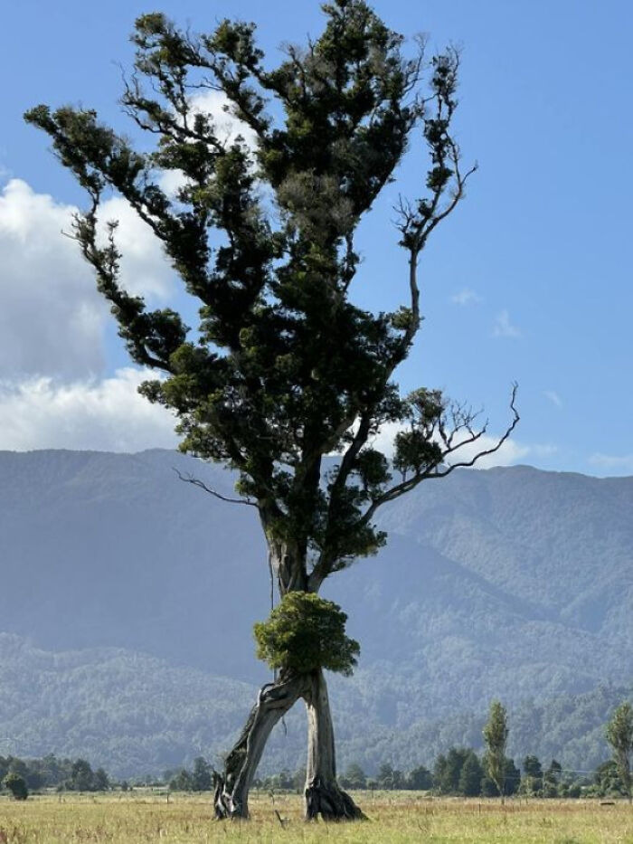 Unique tree with intertwined trunks standing in a field against mountain and clear blue sky, symbolizing existence and reality.