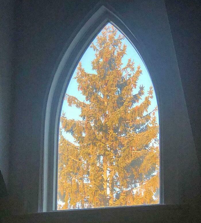 Pine tree perfectly aligned with the pointed arch window, showcasing natural symmetry and visual harmony.