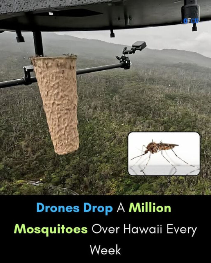 Drone releasing wasp nest over forest, exploring existence, reality, and the universe through nature's ecosystem balance.