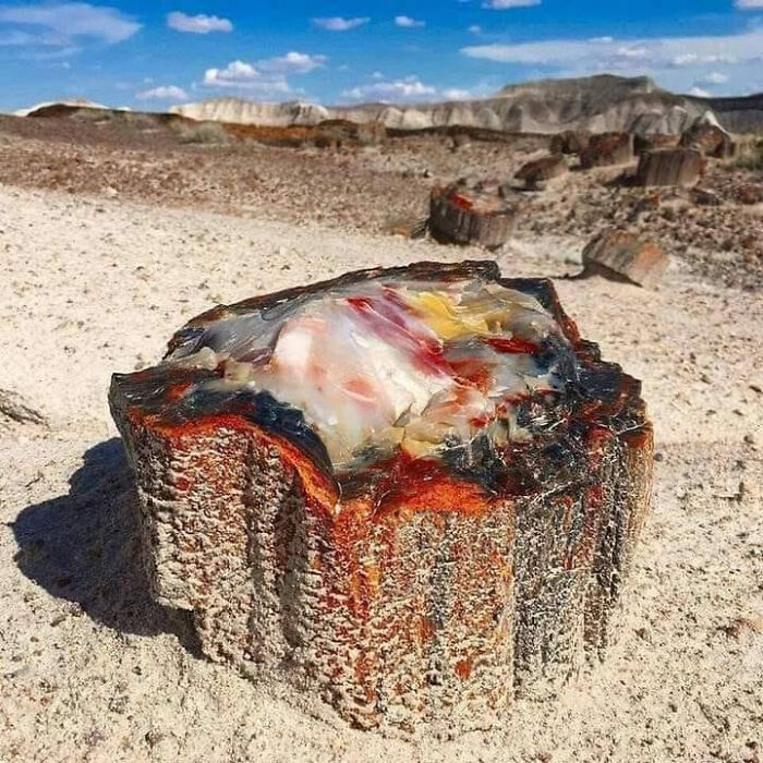 Close-up of colorful petrified wood in a desert landscape, illustrating the existence and reality of natural processes.