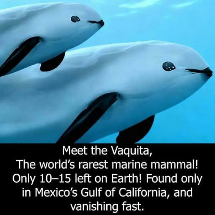 Two rare vaquitas swimming underwater, highlighting existence and reality themes in nature and the universe.