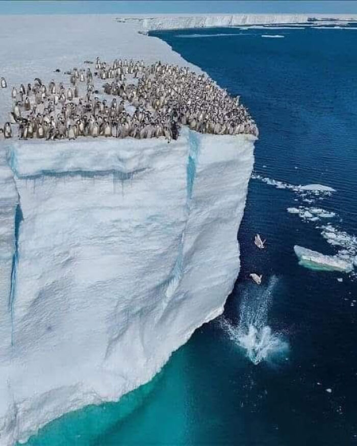 Penguins gathered on an icy cliff edge diving into the cold ocean, illustrating nature's existence and reality in the universe.