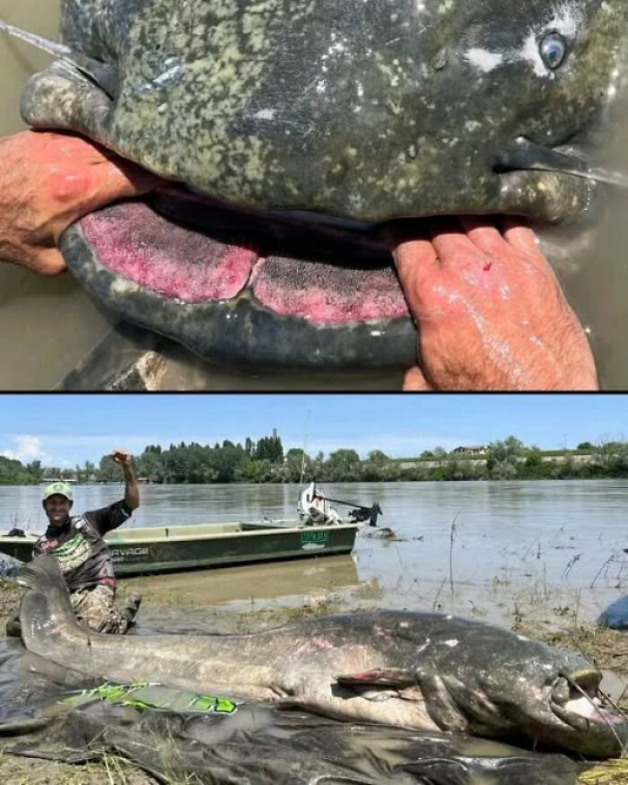 Man holding giant fish mouth open and posing with massive catch by the river, exploring reality through extraordinary nature.
