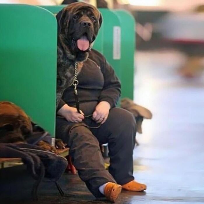 Person with a dog head sitting beside a green divider, showcasing a funny and cute animal meme for positivity.