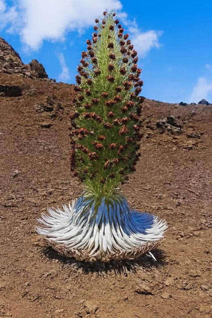 Rare native Hawaiian silversword plant growing on volcanic soil under a blue sky, symbolizing existence and reality.