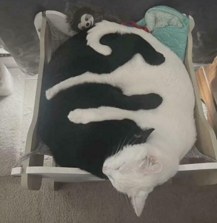 Two cats perfectly aligned in a yin-yang shape on a chair, showcasing things aligned so perfectly.
