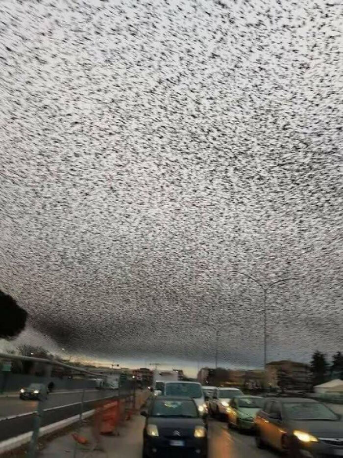Dense flock of birds over a city street in evening light, evoking themes of existence, reality, and the universe.