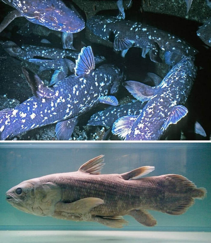 Two images of coelacanth fish, an ancient species linking existence, reality, and the universe through evolutionary history.