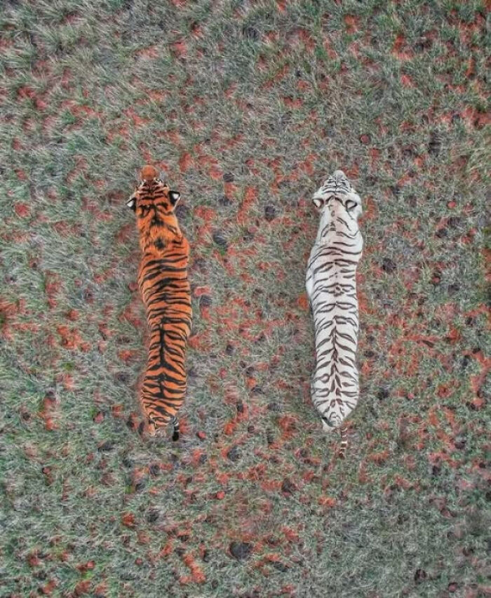 Two tigers, one orange and one white, lying side by side on grass, symbolizing existence, reality, and the universe.