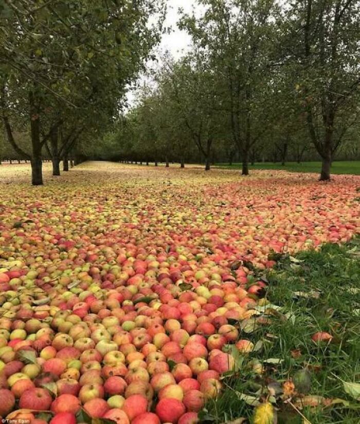 Orchard with fallen apples covering the ground beneath trees, illustrating concepts of existence and reality in nature.