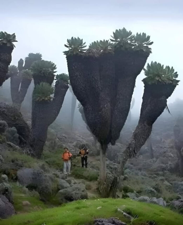 Two hikers explore a foggy alien-like landscape with unusual towering plants, evoking thoughts about existence and the universe.