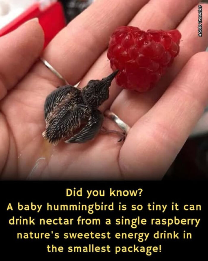 Baby hummingbird sipping nectar from a raspberry, illustrating a small yet powerful example of existence and nature's reality.