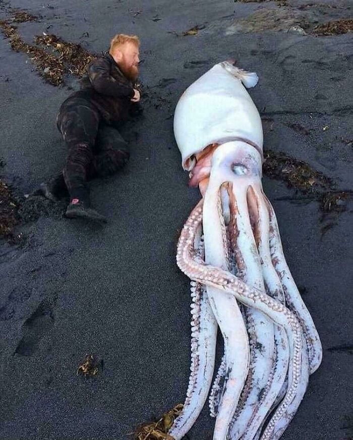 Man lying on black sand beach next to a giant squid, illustrating existence and reality in the natural universe.
