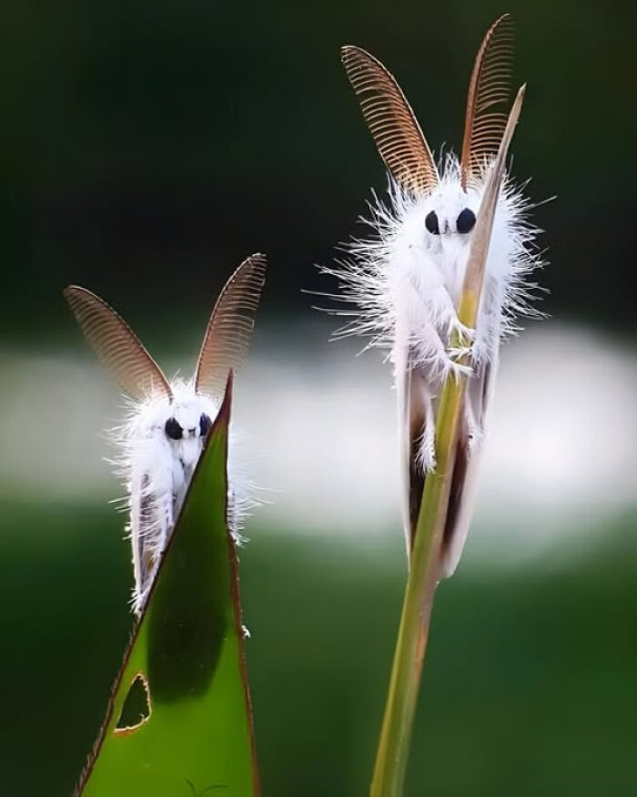 Two fluffy white moths with feathered antennae perched on green plant leaves, symbolizing existence and reality.