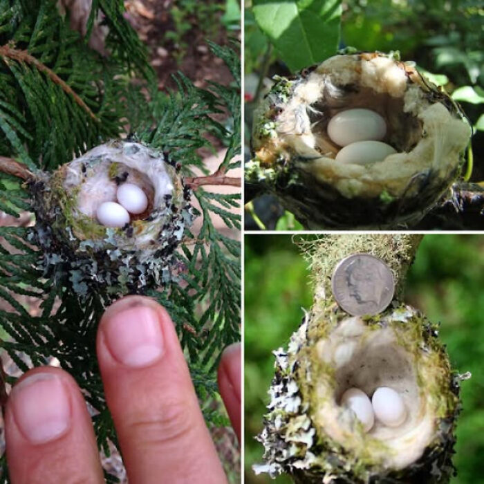 Tiny bird nests with two white eggs each, shown next to a finger and a coin for size, exploring existence and reality.