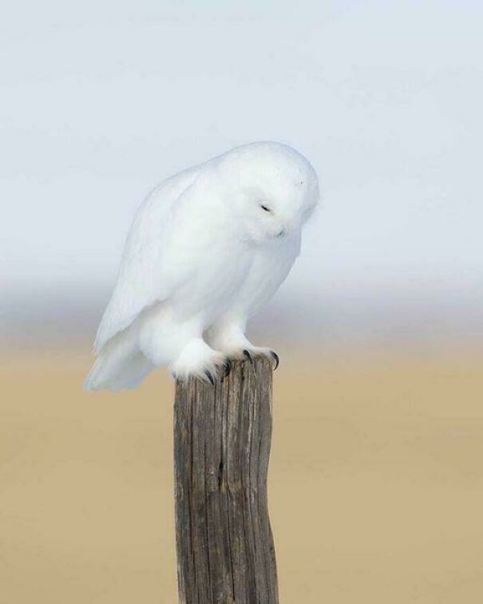 White snowy owl perched on a wooden post, embodying themes of existence and reality in a serene natural setting.