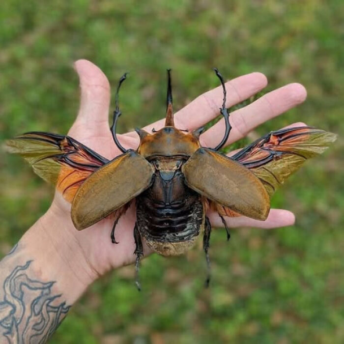 Large beetle with open wings resting on a tattooed hand in a natural outdoor setting, reflecting curiosity about existence.