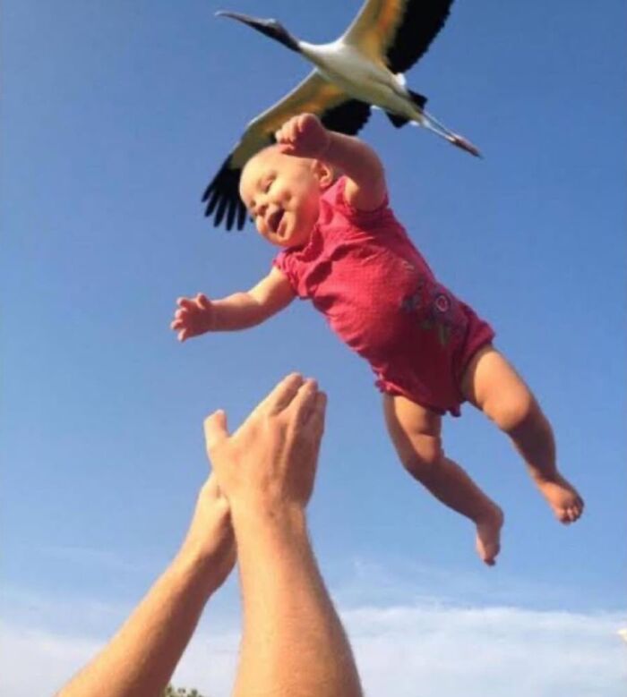 Baby in a red outfit thrown in the air with a bird flying closely overhead in funny and cute animal memes style.