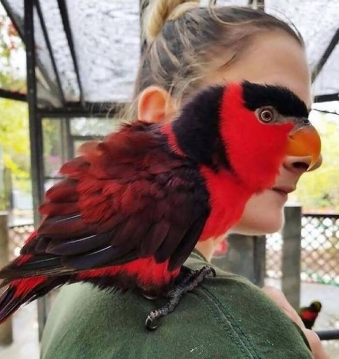 Red and black parrot perched on a person's shoulder, showcasing funny and cute animal memes mood.