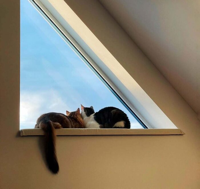 Two kitties sitting by a triangular window, gazing outside on a bright day, making people’s days special and cozy.
