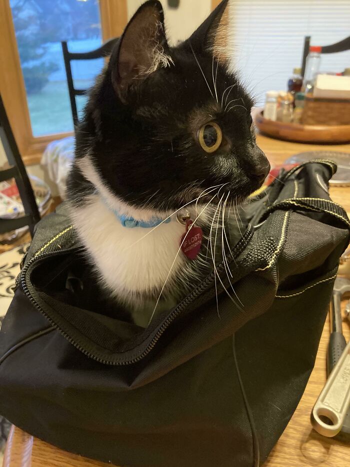 Black and white cat with a collar sitting inside a black bag, appearing curious and attentive in a home setting.