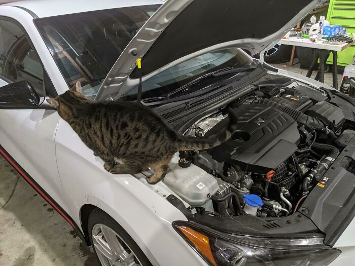 Tabby cat perched on a white car hood near the engine, illustrating cats found under the hood in a garage setting.