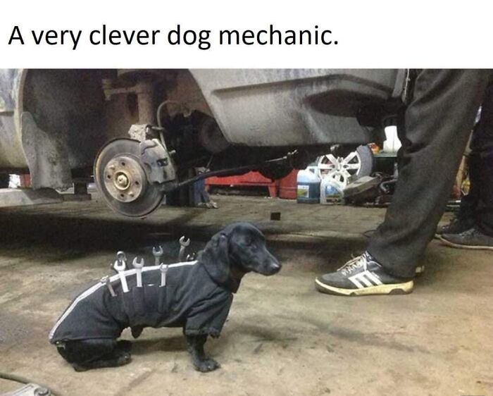 Dog dressed as mechanic with wrenches on its back working under a car in a garage setting.