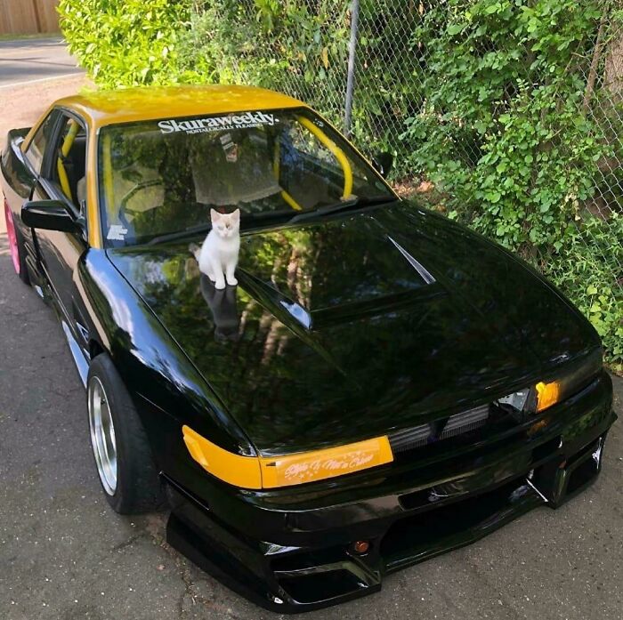 White cat sitting on the hood of a black and yellow sports car, with lush greenery and a chain-link fence in the background.