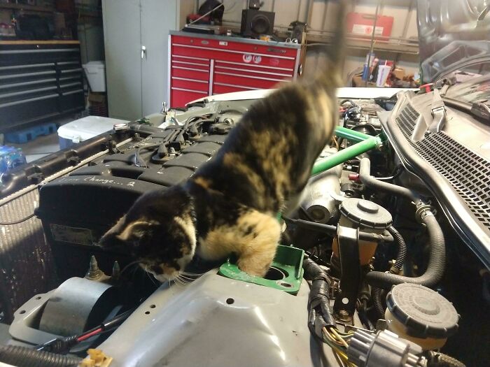 Tabby cat exploring under the hood of a car, surrounded by engine parts in a garage setting.