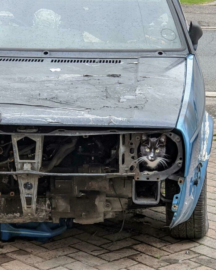 Black and white cat peeking from under the hood of a damaged blue car, looking like it knows exactly what it's doing.