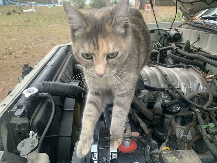 A cat exploring an open car hood, surrounded by engine parts, illustrating cats found under the hood.