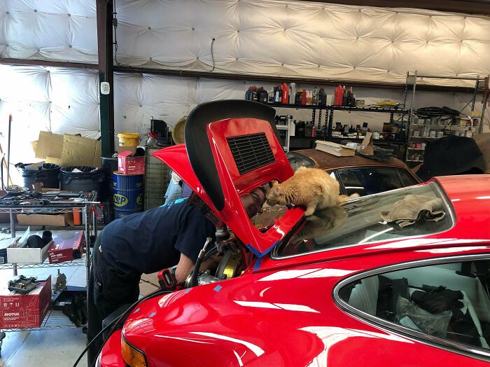 A mechanic working on a red car with an orange cat under the hood, appearing curious and engaged.
