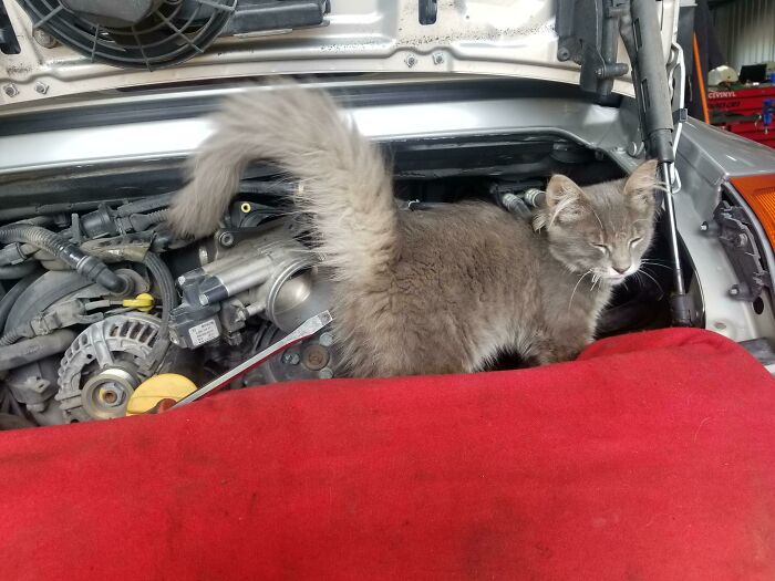 Gray cat standing under car hood among engine parts, appearing confident and curious inside the vehicle's engine compartment.