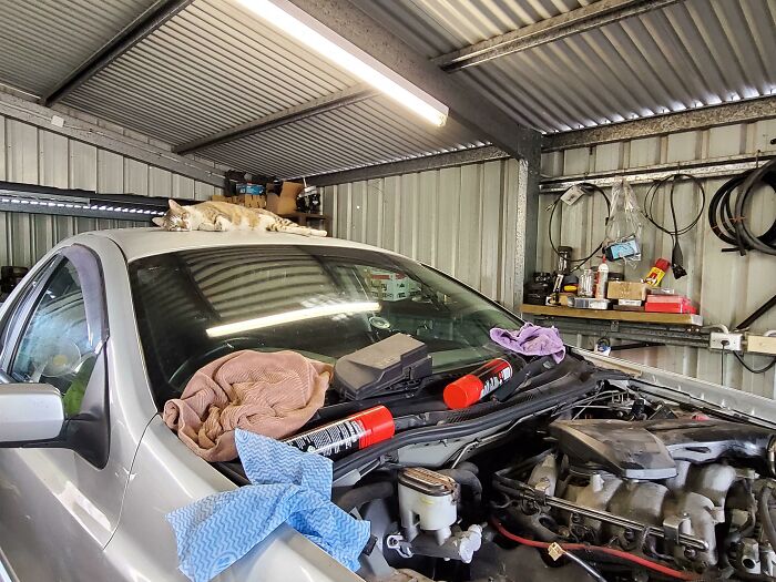 Several cats found under the hood of a car in a garage, appearing calm and relaxed among car parts and tools.
