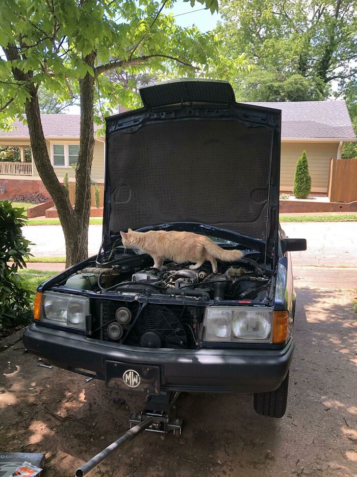 Cat exploring under the hood of a car in a shaded driveway with trees and a house in the background.