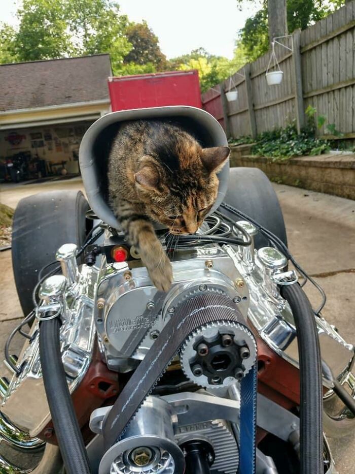 Tabby cat perched on a car engine, appearing curious and confident under the hood among mechanical parts.