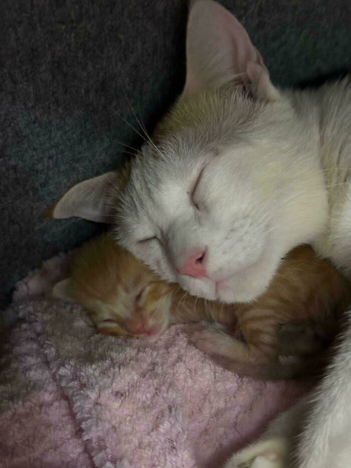 Sleeping white cat cuddles a tiny ginger kitten on a soft pink blanket, showing adorable recently adopted pets.