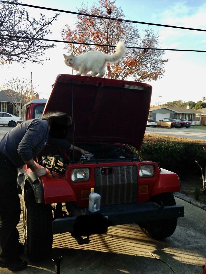 White cat perched under the hood of a red Jeep, with a person working on the engine in a suburban neighborhood.