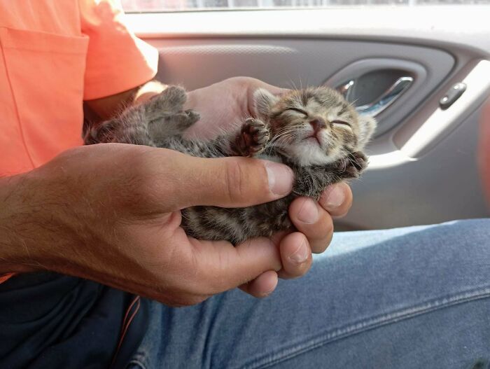 Person holding a tiny, recently adopted kitten peacefully sleeping in their hands, showing adorable pet adoption moment.