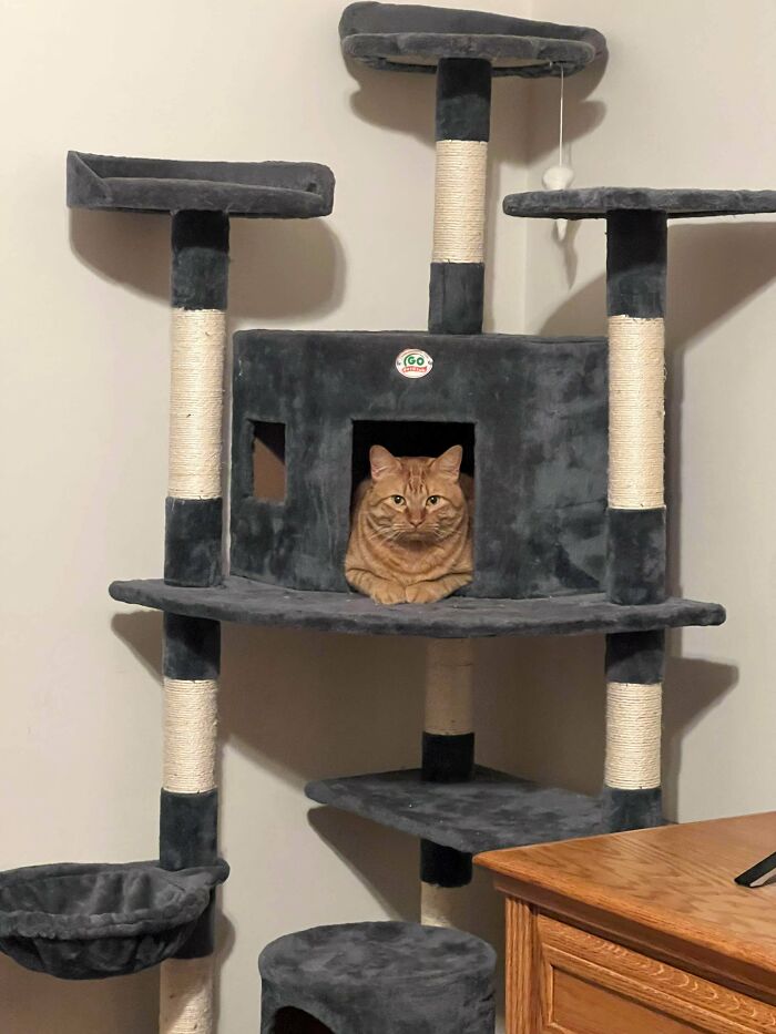 Orange tabby cat resting inside a gray cat tree, showcasing adorable pets recently adopted into their furever homes.