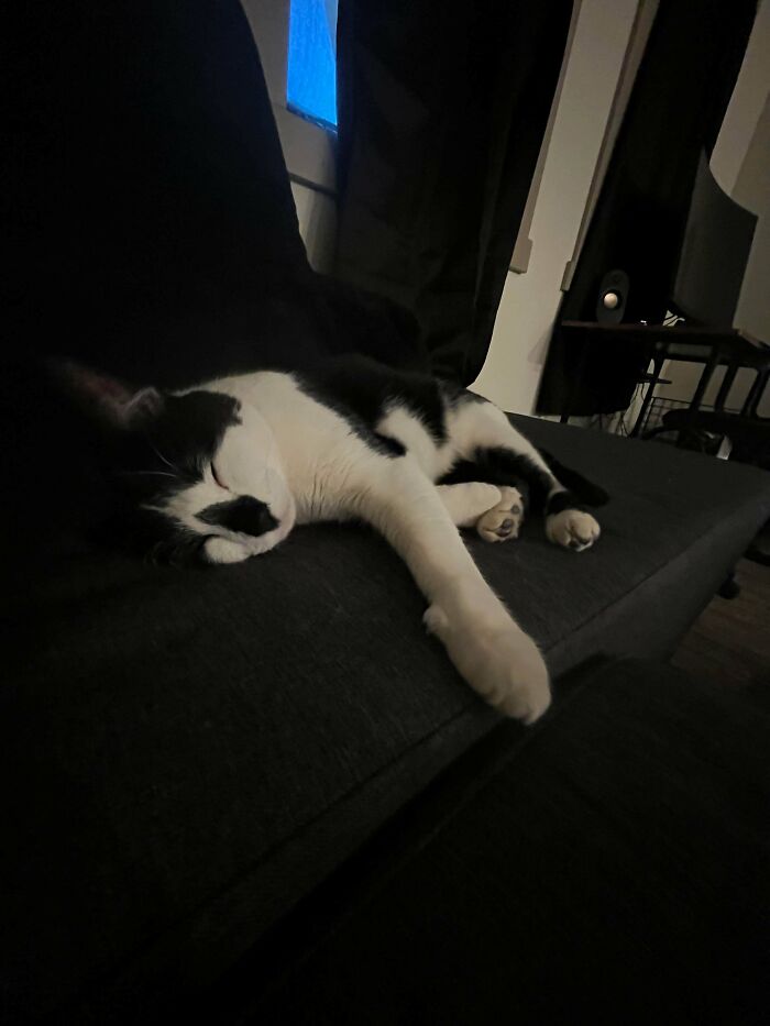 Black and white cat sleeping peacefully on a dark couch, showcasing adorable adopted pets in their new homes.