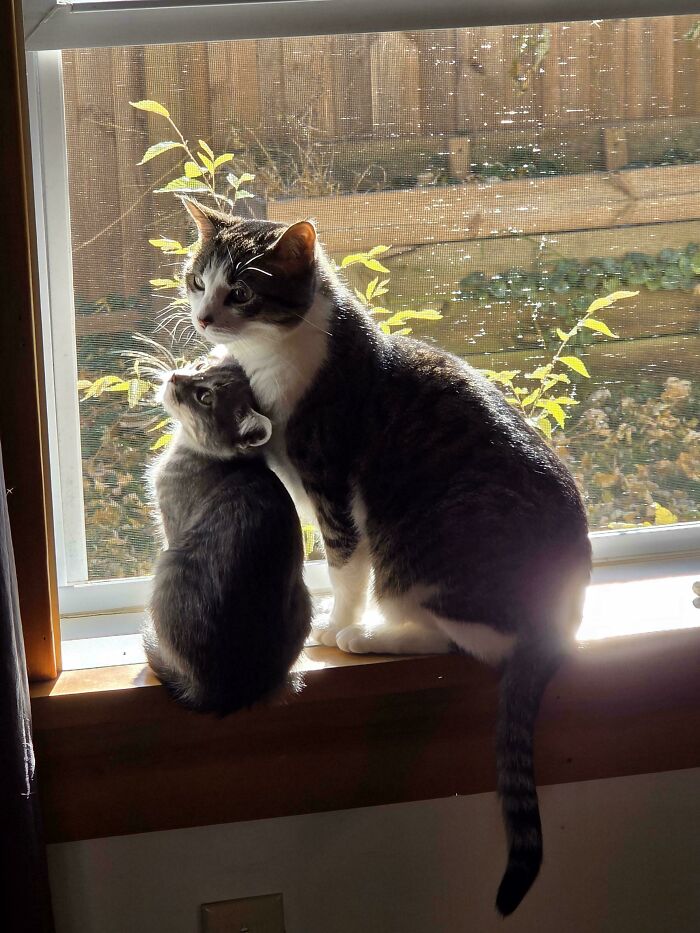 Two adorable cats recently adopted, sitting together on a windowsill enjoying sunlight in their new furever home.