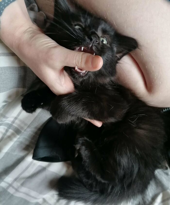 Black kitten playfully biting a person's thumb, showcasing adorable pets recently adopted into their furever homes.