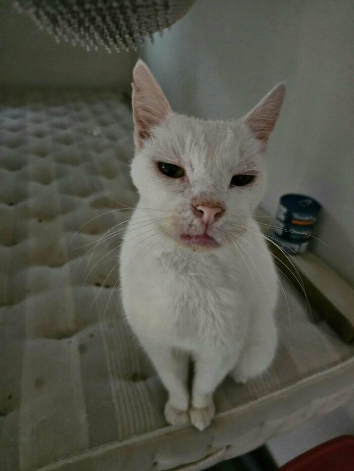 White cat recently adopted sitting on a mattress in a cozy furever home setting for pets.
