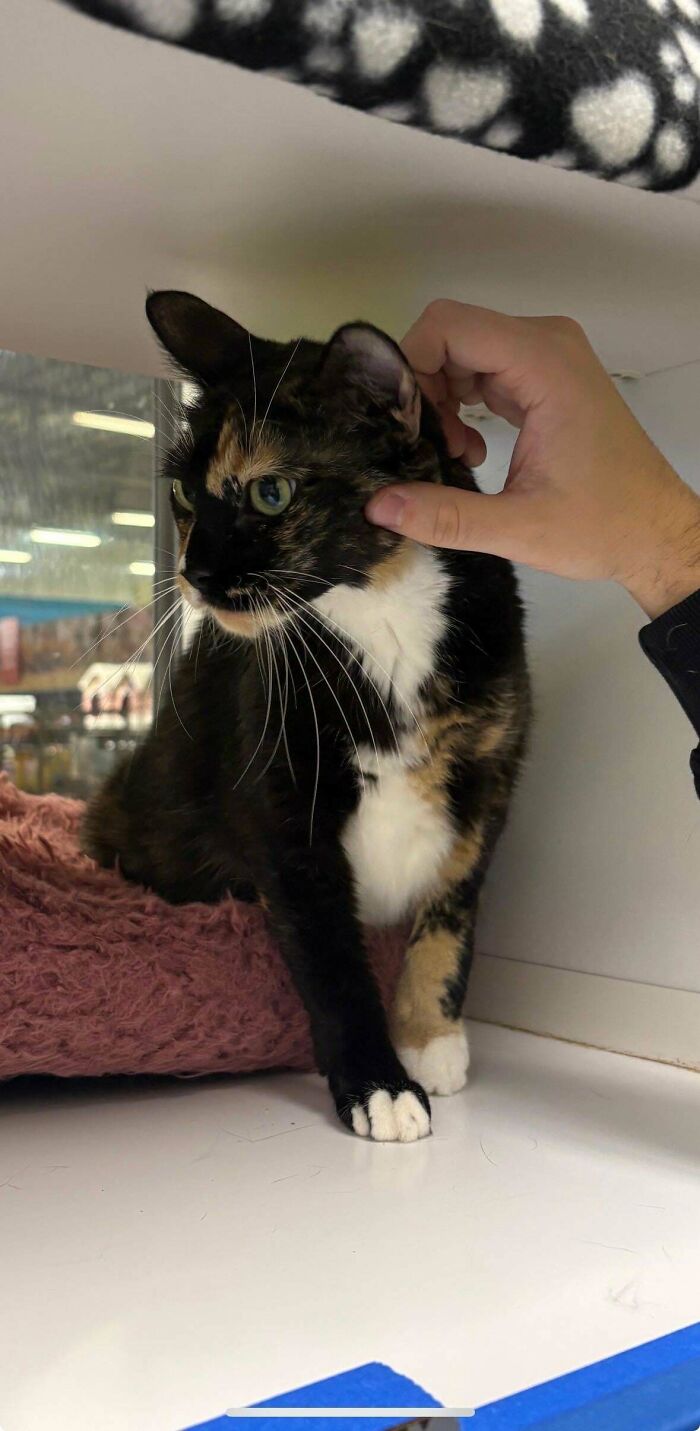 Calico cat being gently petted, one of the adorable pets recently adopted into their furever homes.