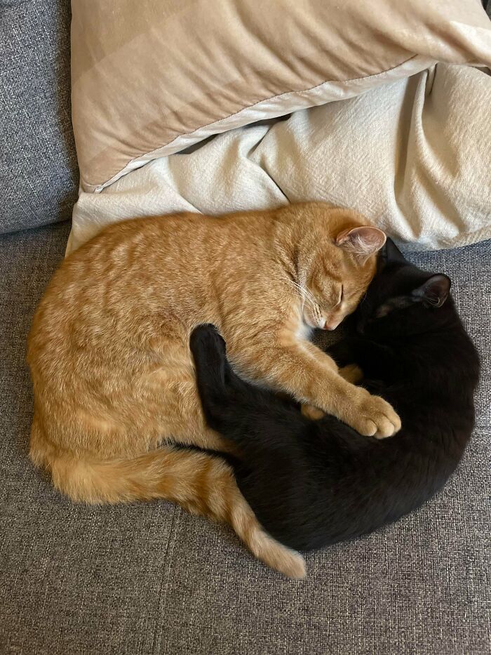 Two recently adopted cats cuddling closely on a couch, showcasing adorable pets in their new furever homes.