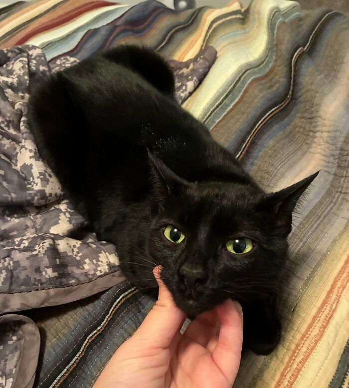 Black cat with green eyes being gently petted, showcasing adorable pets recently adopted into their furever homes.